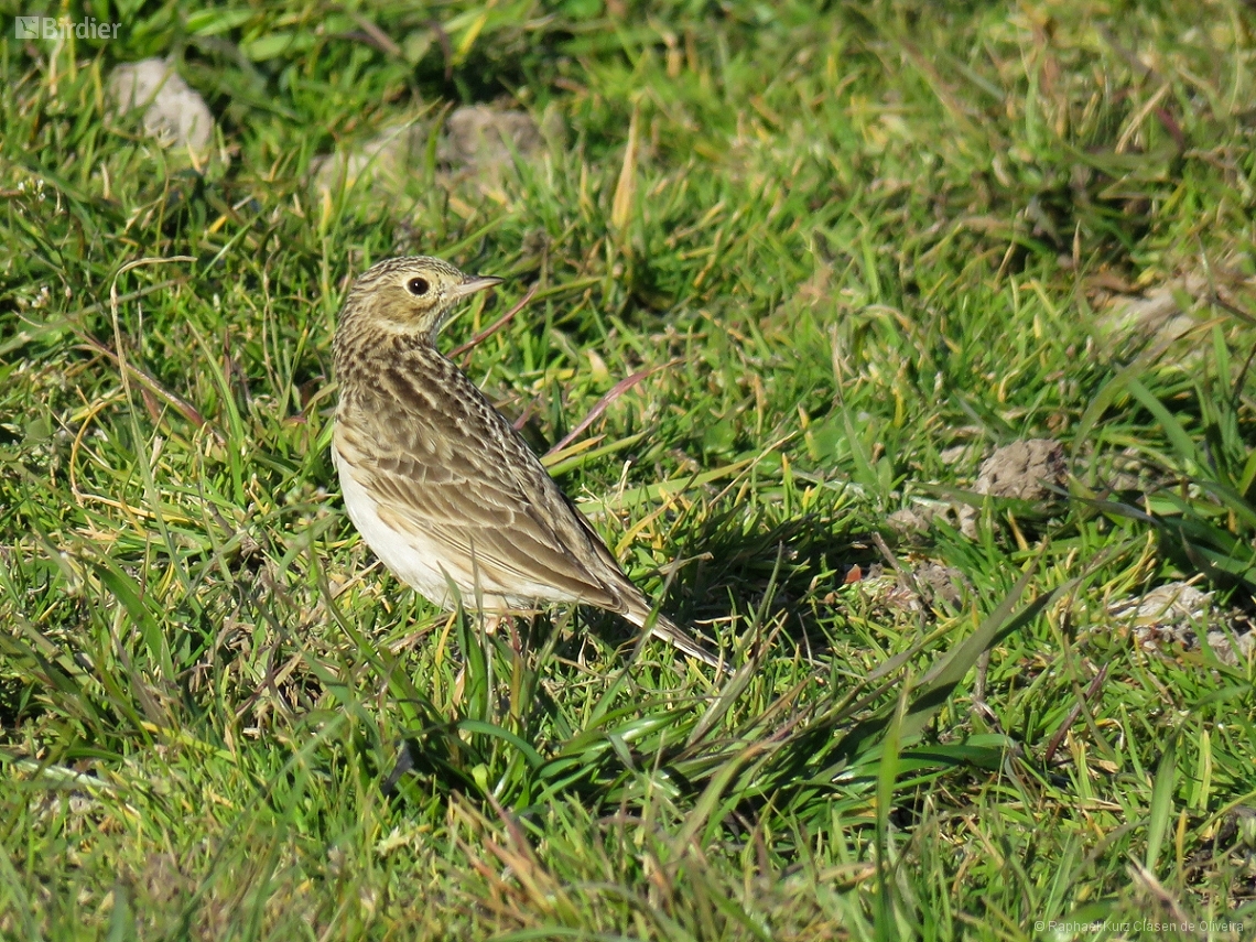 Anthus furcatus