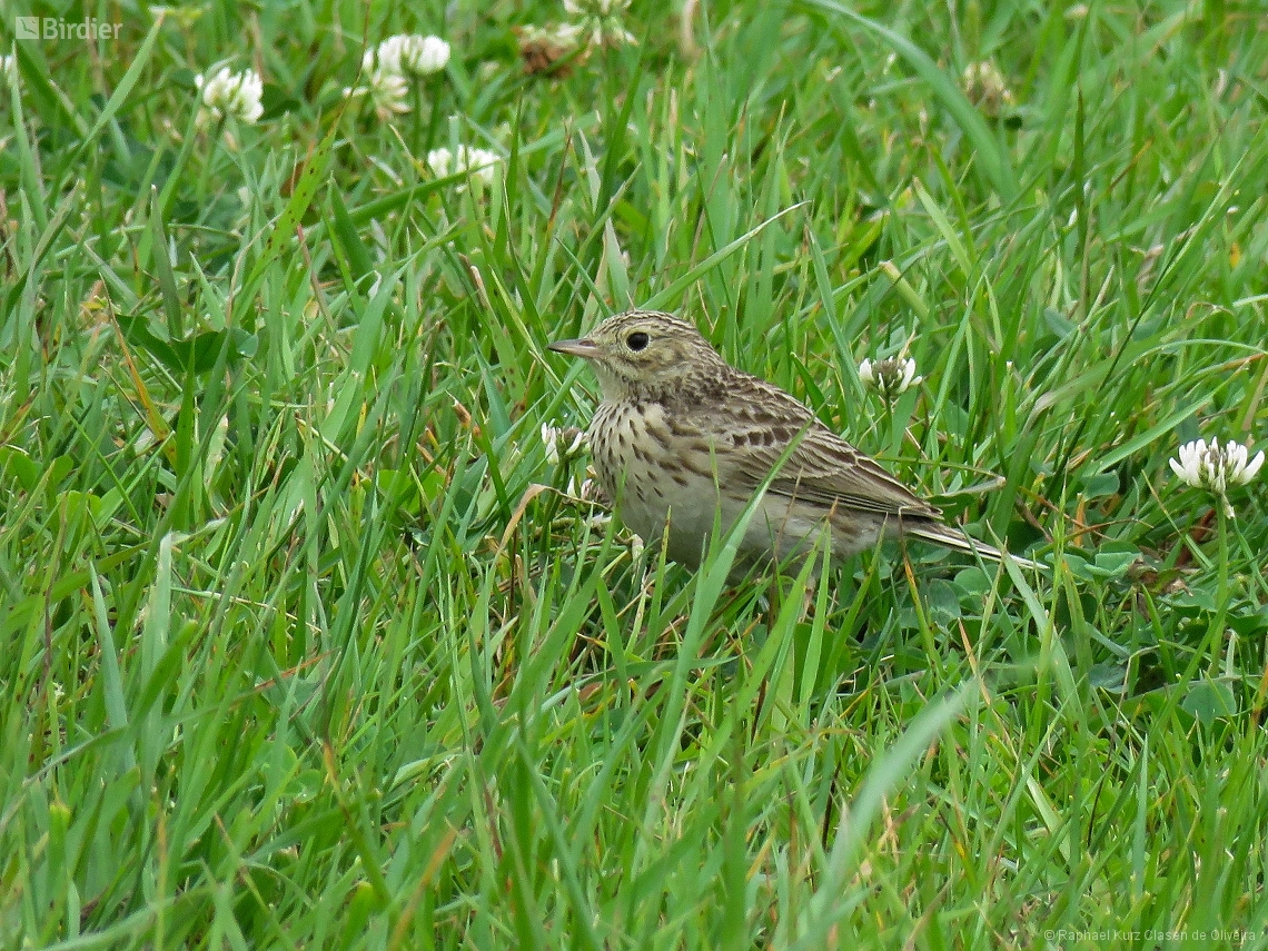 Anthus furcatus