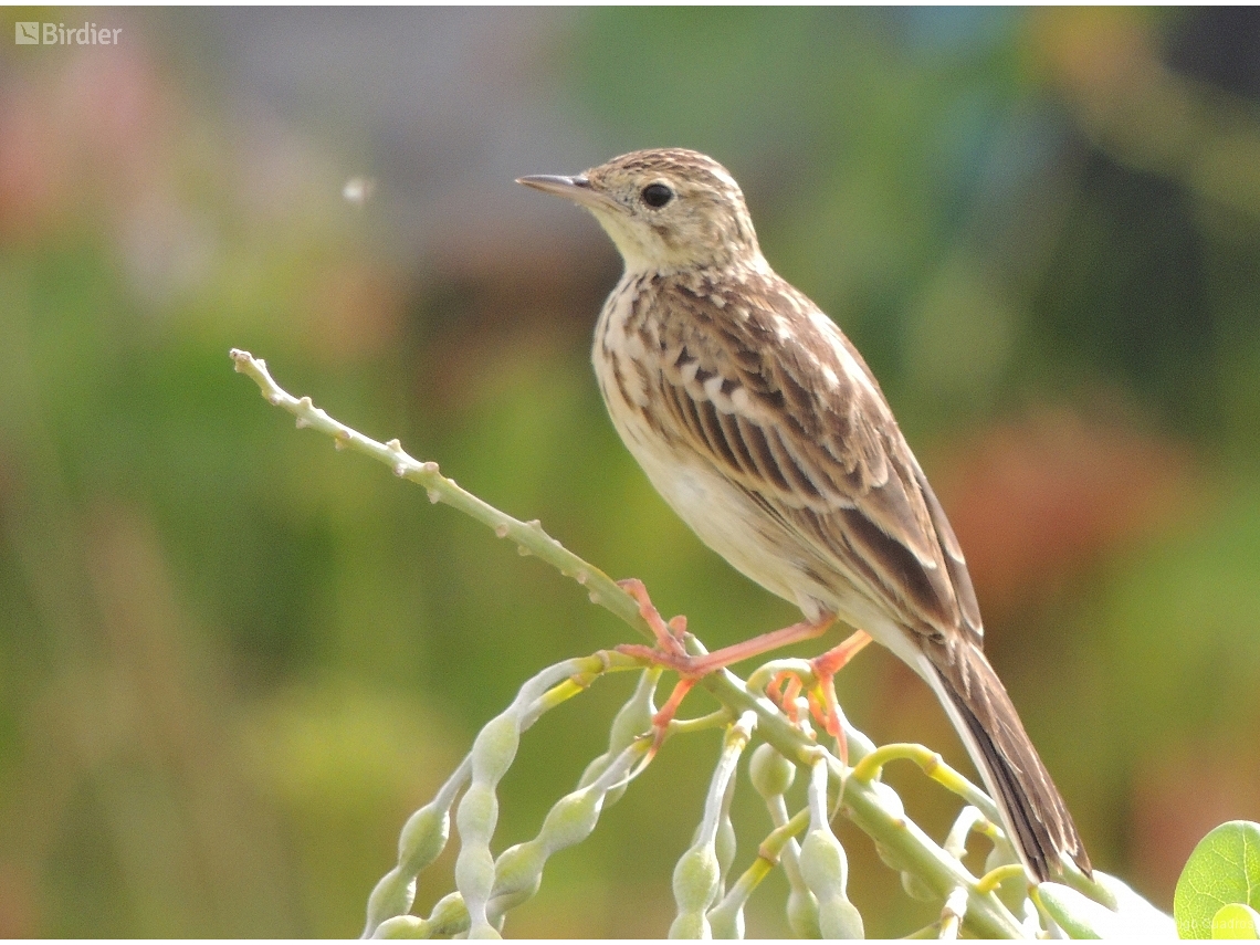 Anthus hellmayri