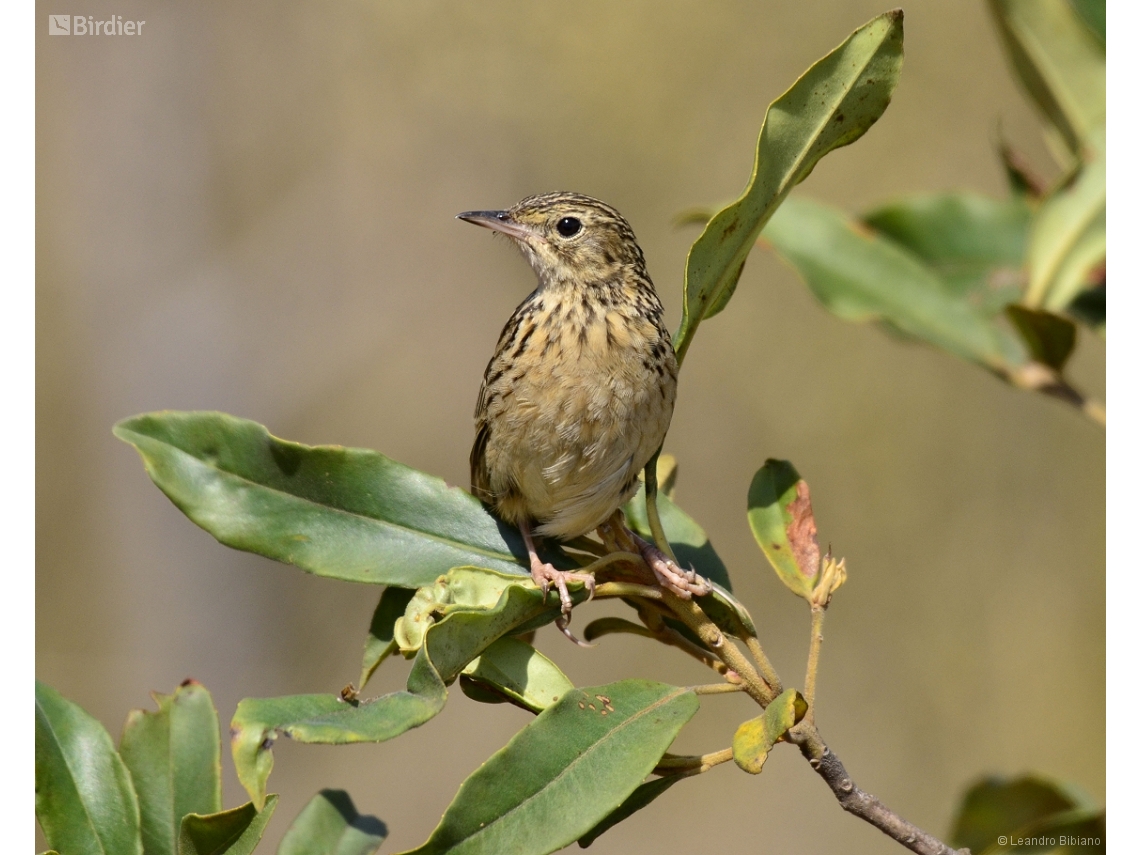 Anthus hellmayri