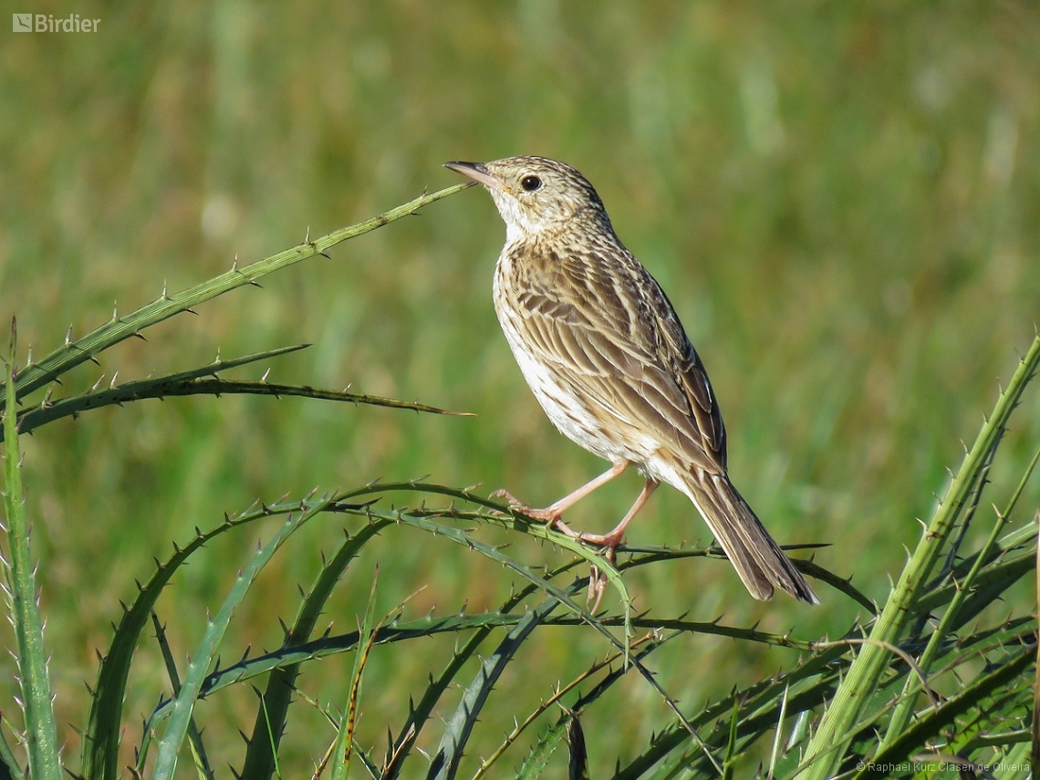 Anthus hellmayri