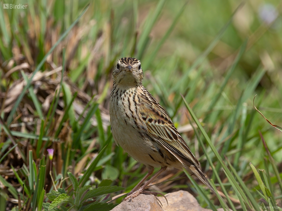 Anthus hellmayri
