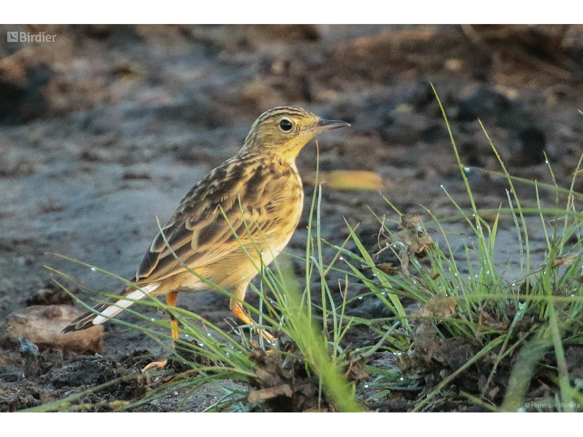 Anthus chii