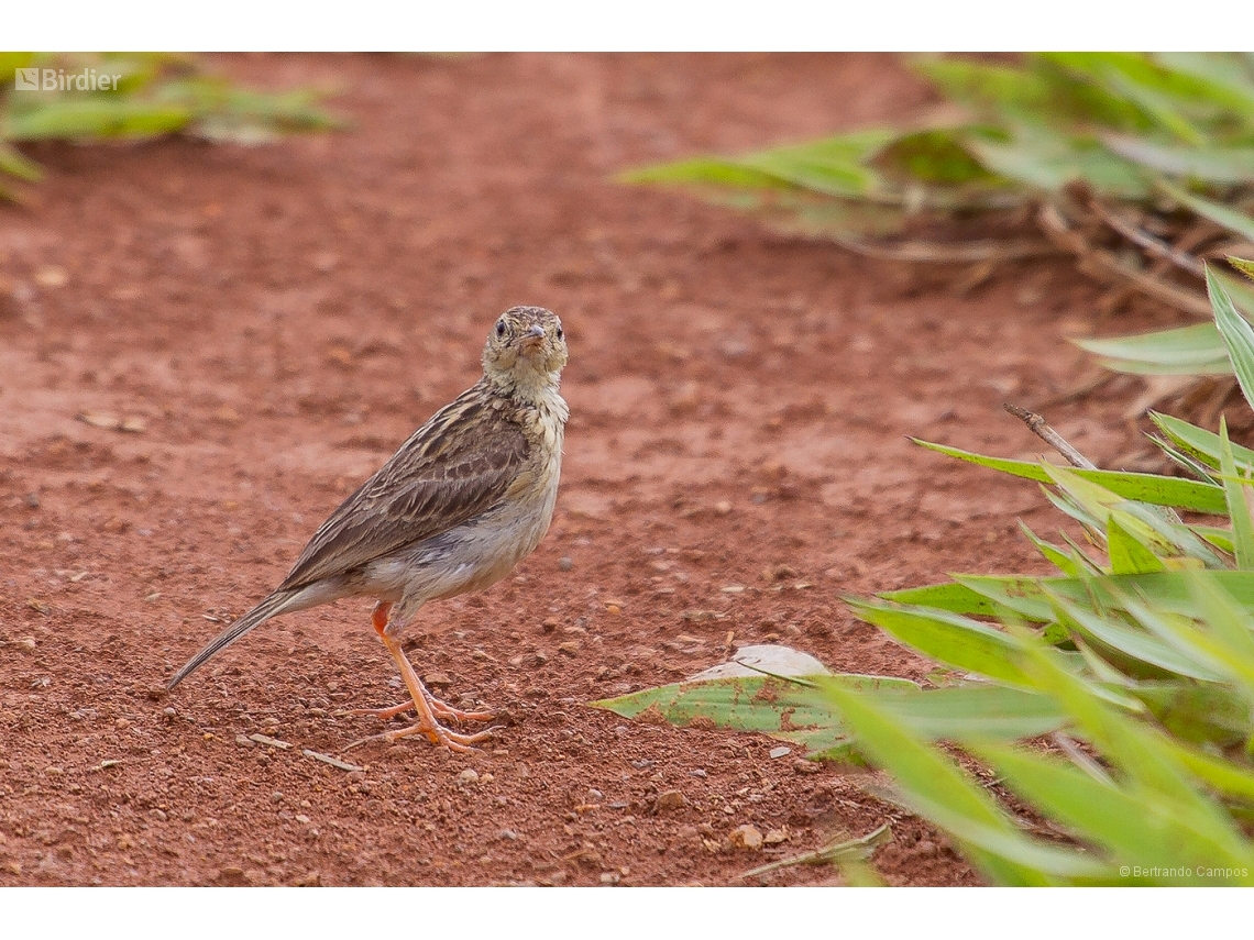 Anthus chii