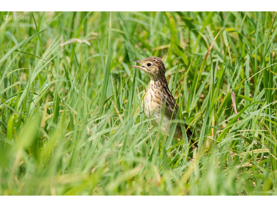 Anthus chii