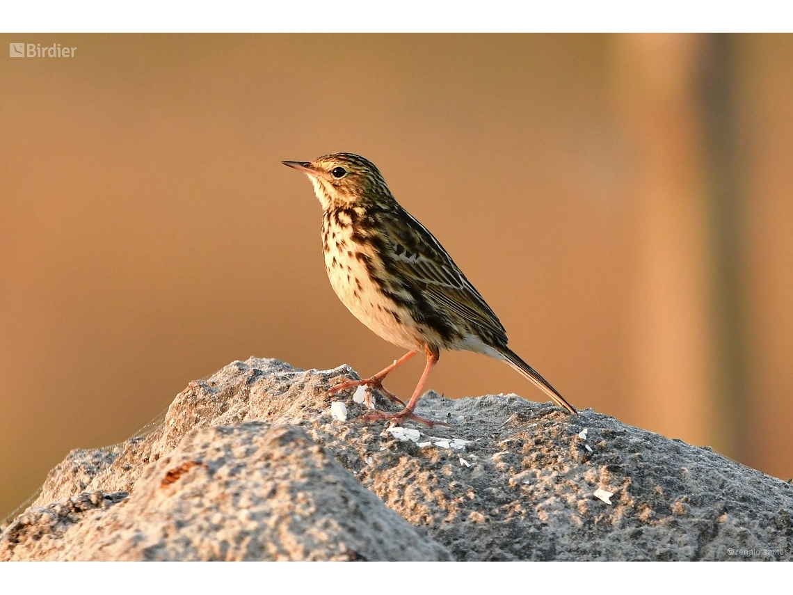 Anthus correndera