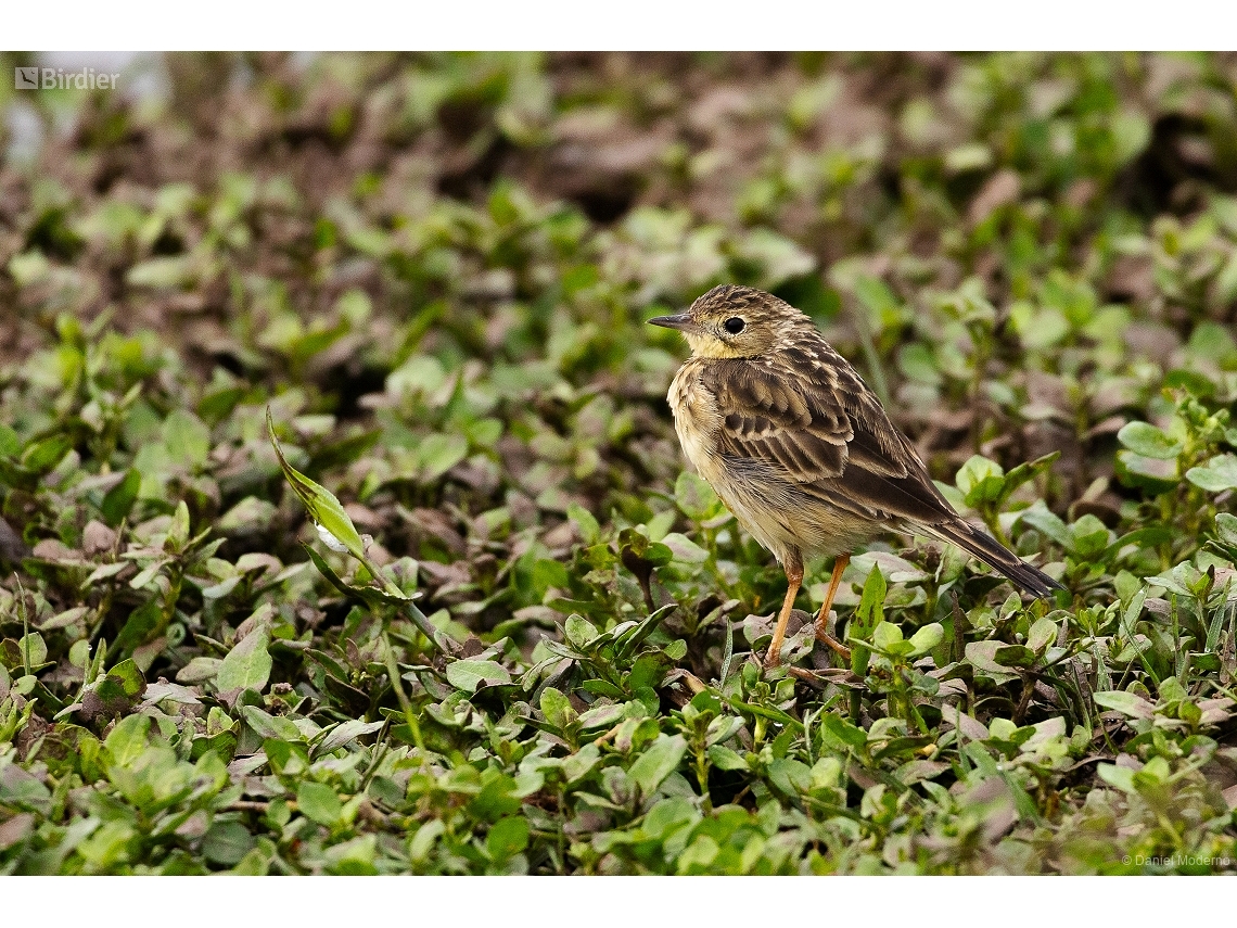 Anthus chii