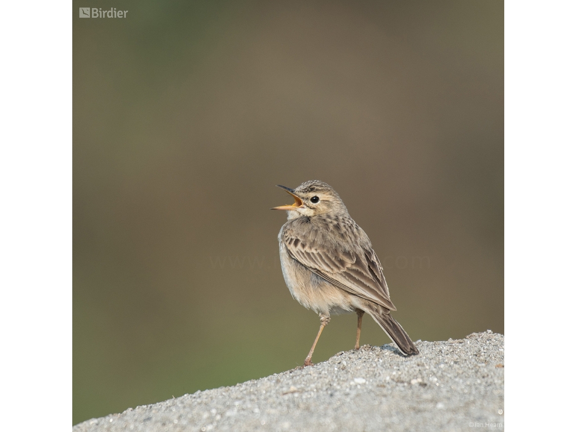 Anthus rufulus