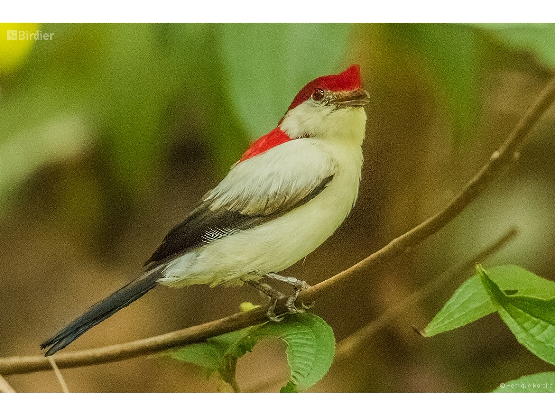 Chiroxiphia bokermanni