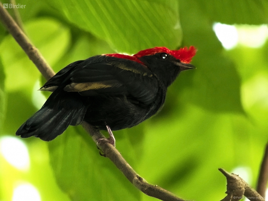 Chiroxiphia galeata