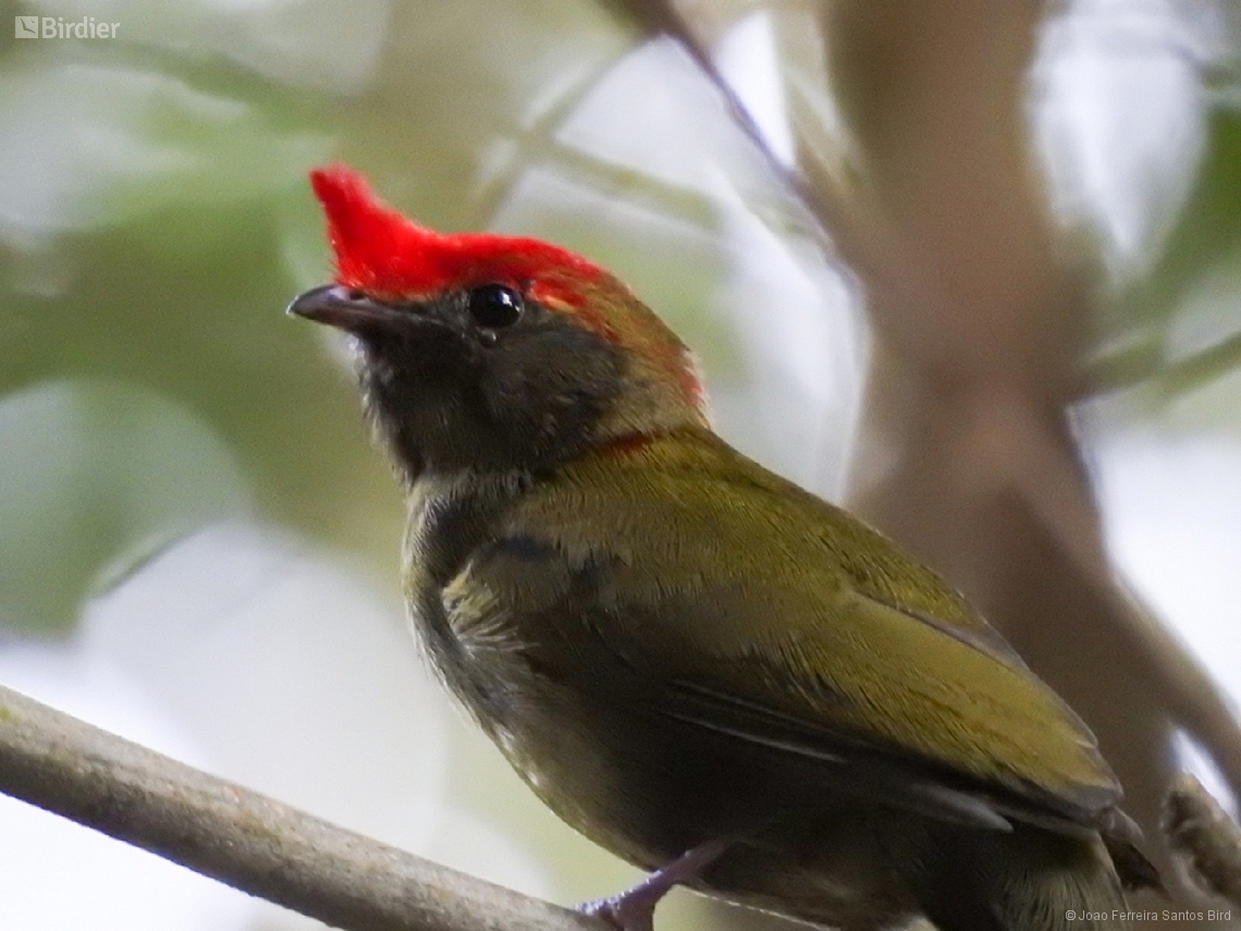 Chiroxiphia galeata