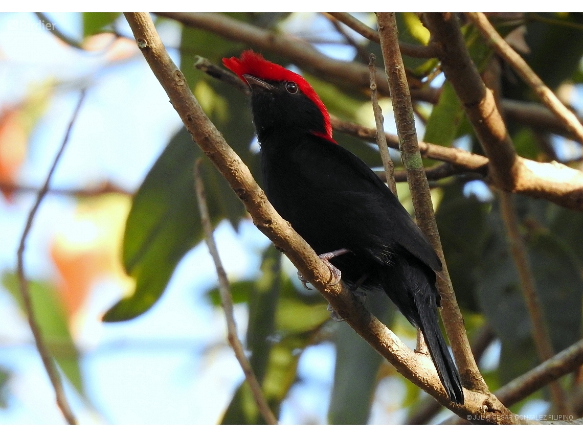 Chiroxiphia galeata