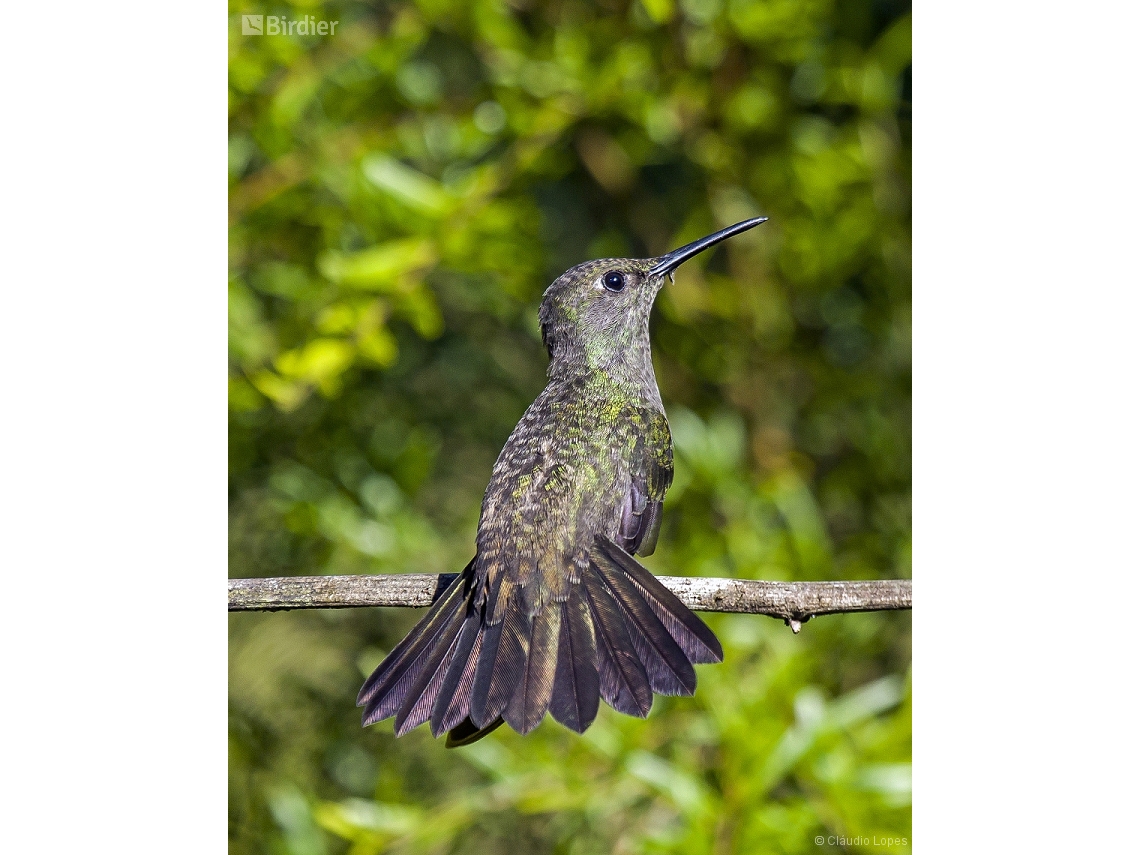 Eupetomena cirrochloris