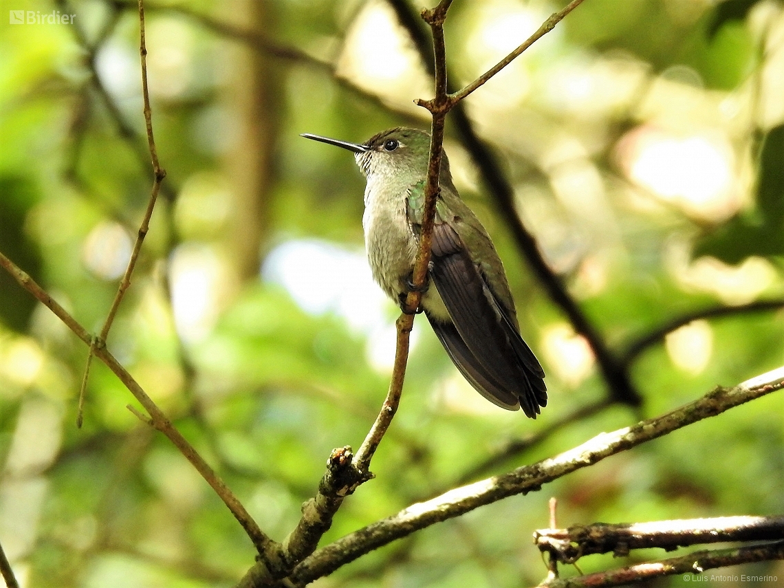 Eupetomena cirrochloris