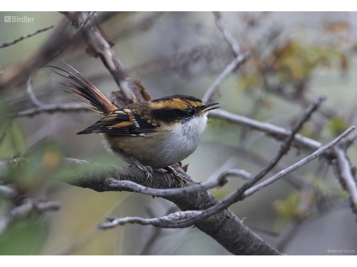 Aphrastura spinicauda