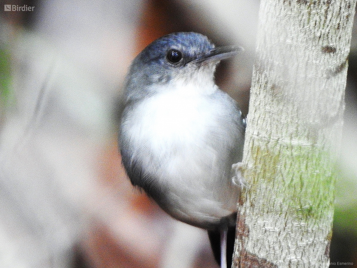 Aprositornis disjuncta