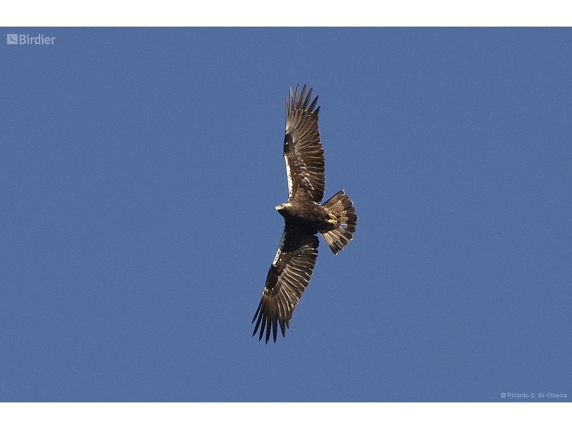 Aquila adalberti