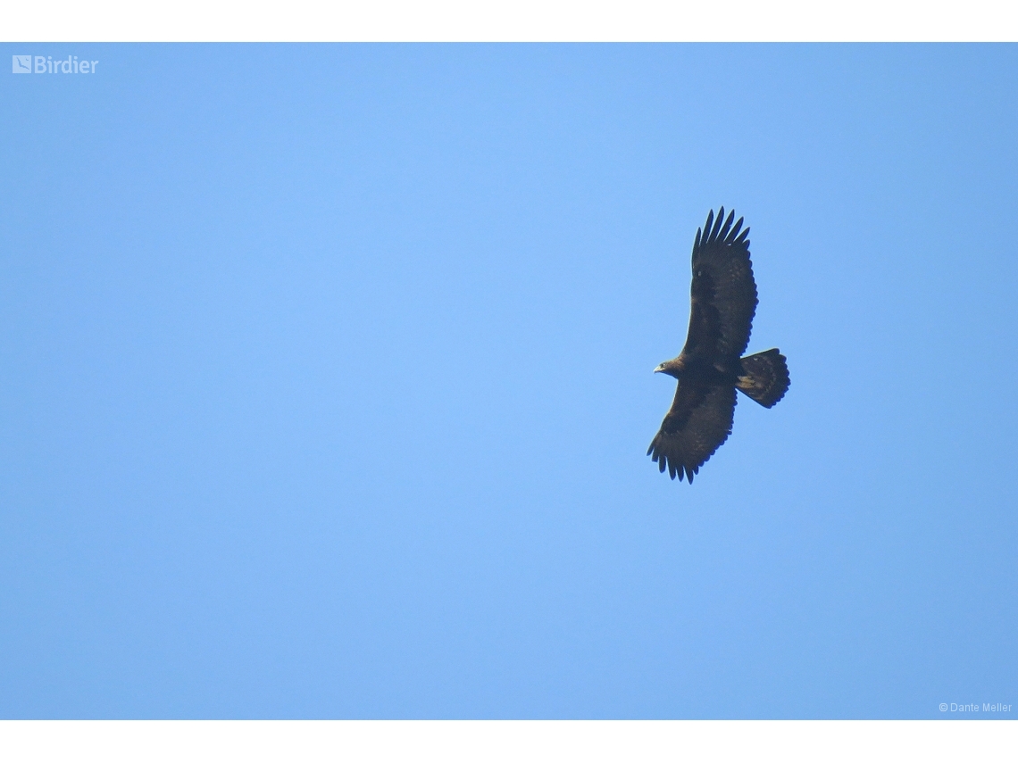 Aquila chrysaetos