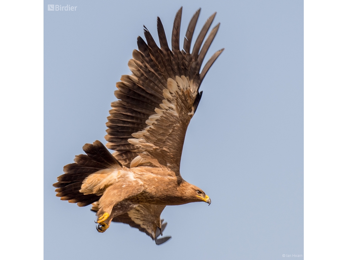 Aquila nipalensis