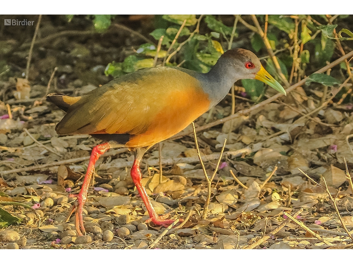 Aramides cajaneus