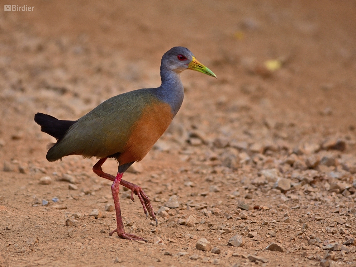 Aramides cajaneus