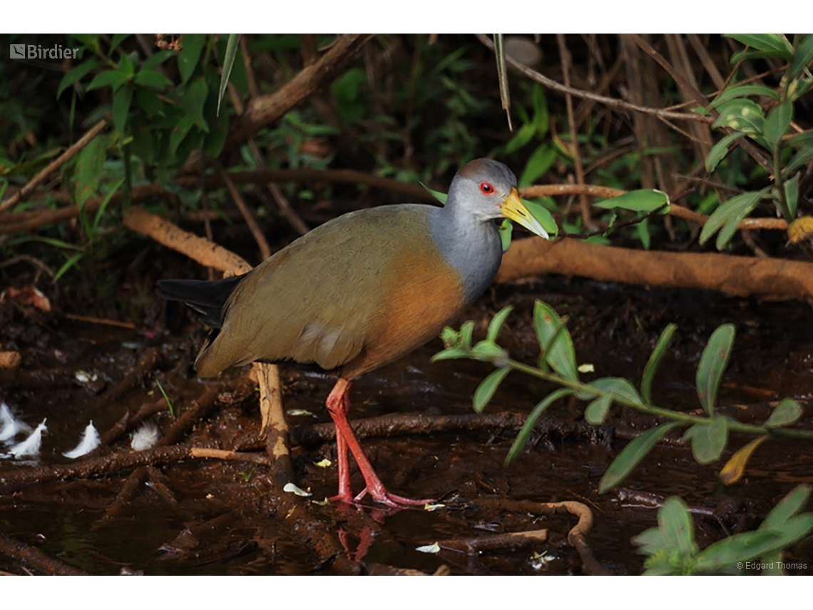 Aramides cajaneus