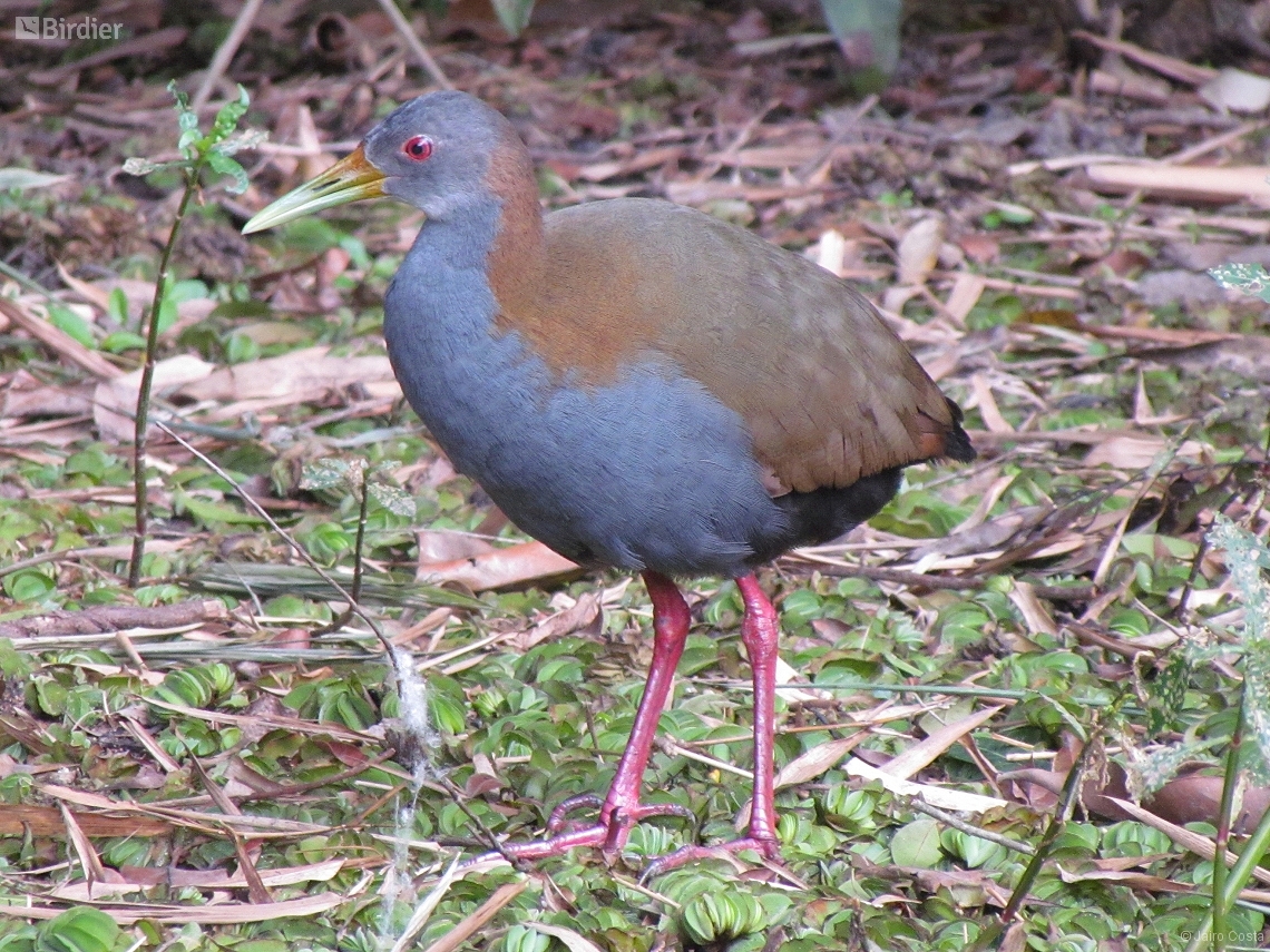 Aramides saracura