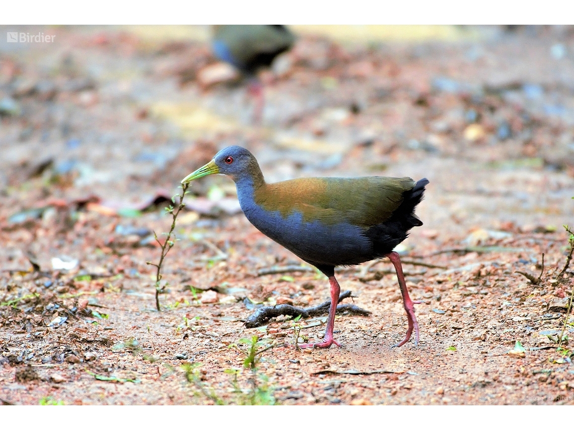Aramides saracura