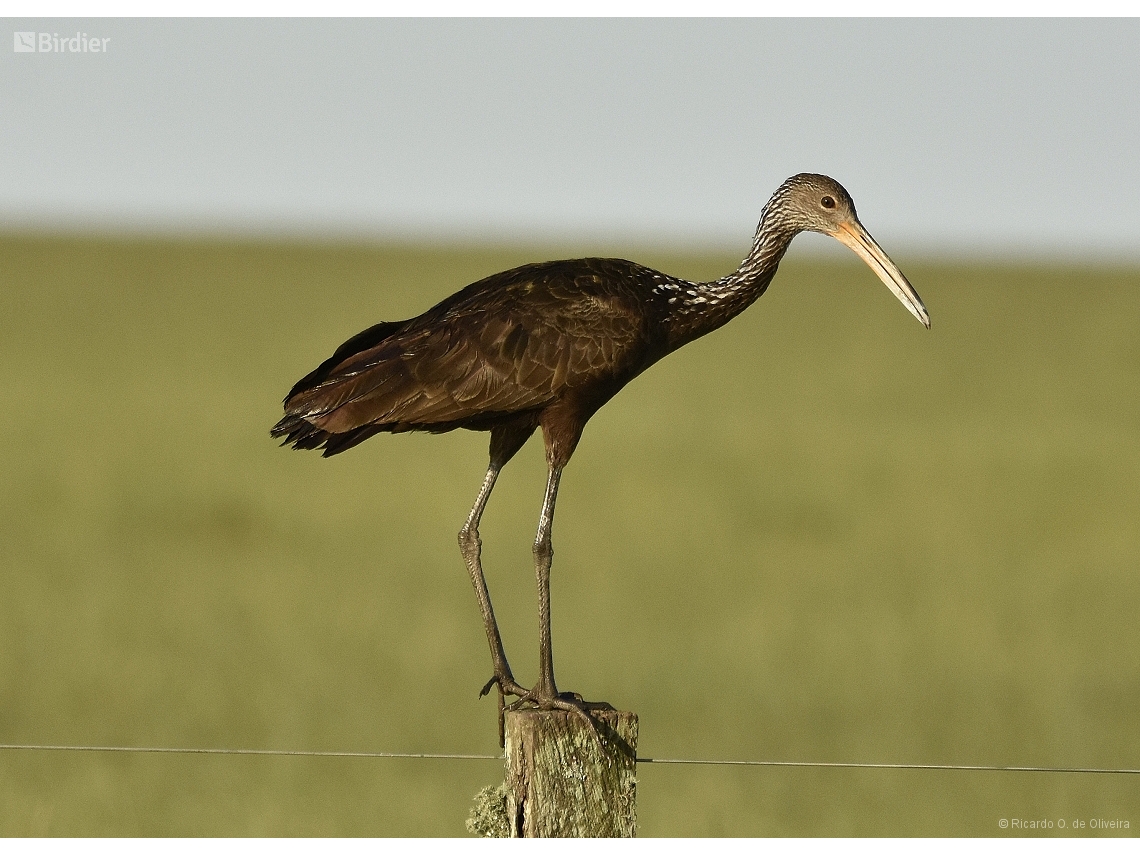 Aramus guarauna