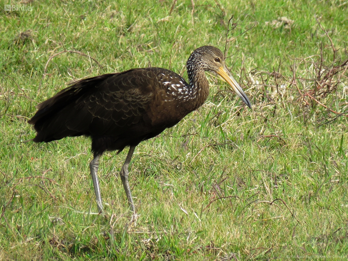 Aramus guarauna