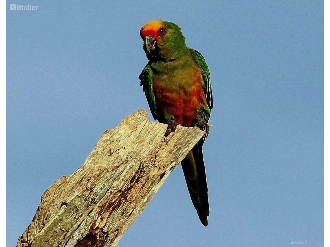 Aratinga auricapillus