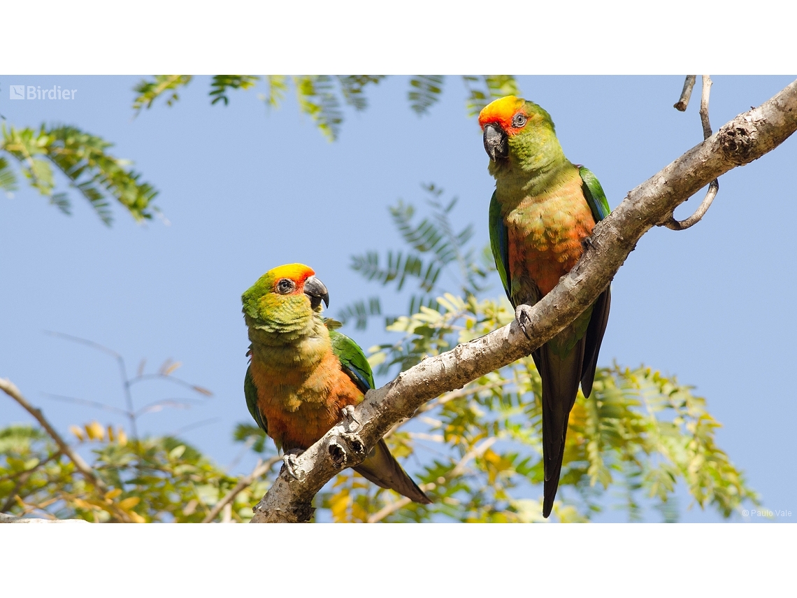 Aratinga auricapillus