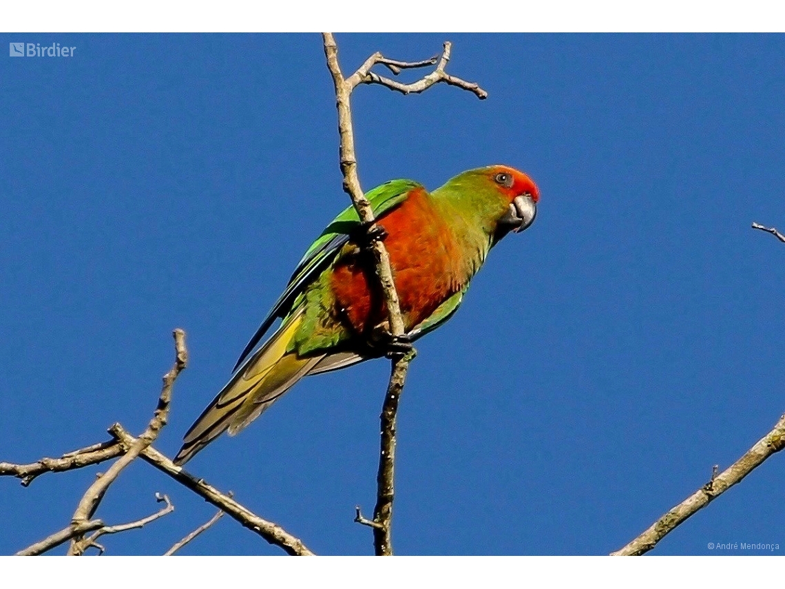 Aratinga auricapillus