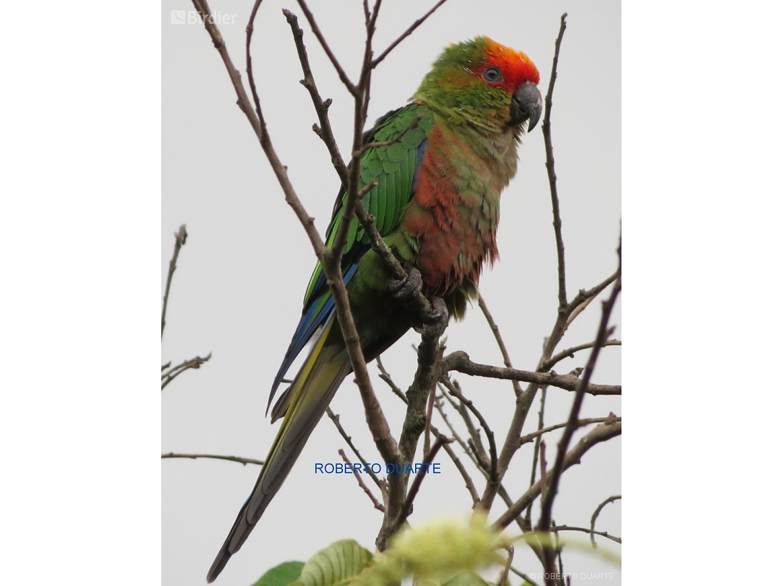 Aratinga auricapillus