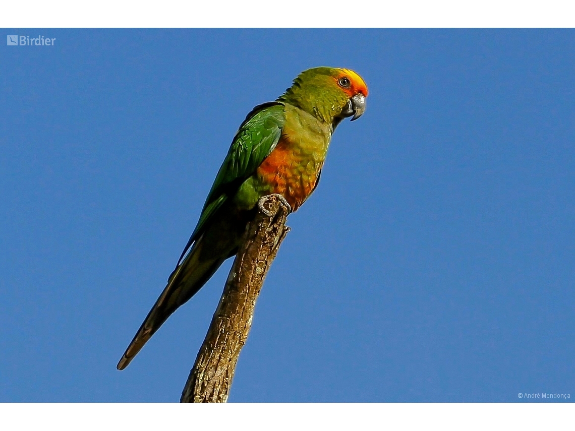 Aratinga auricapillus