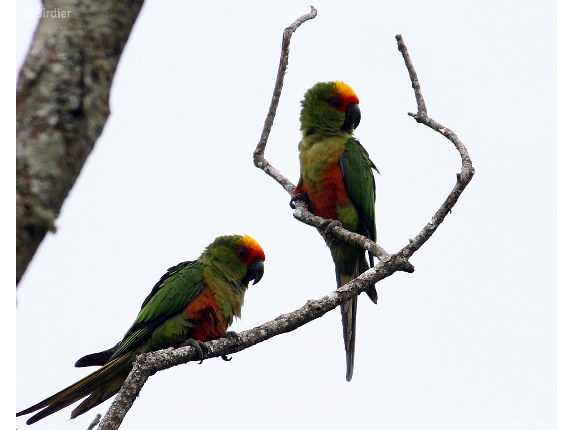 Aratinga auricapillus