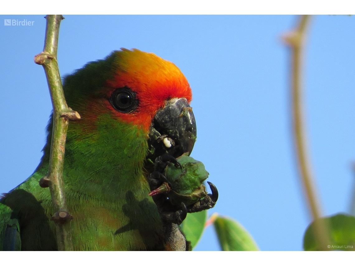 Aratinga auricapillus