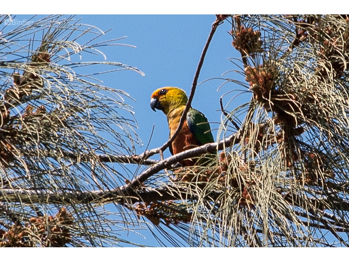 Aratinga auricapillus