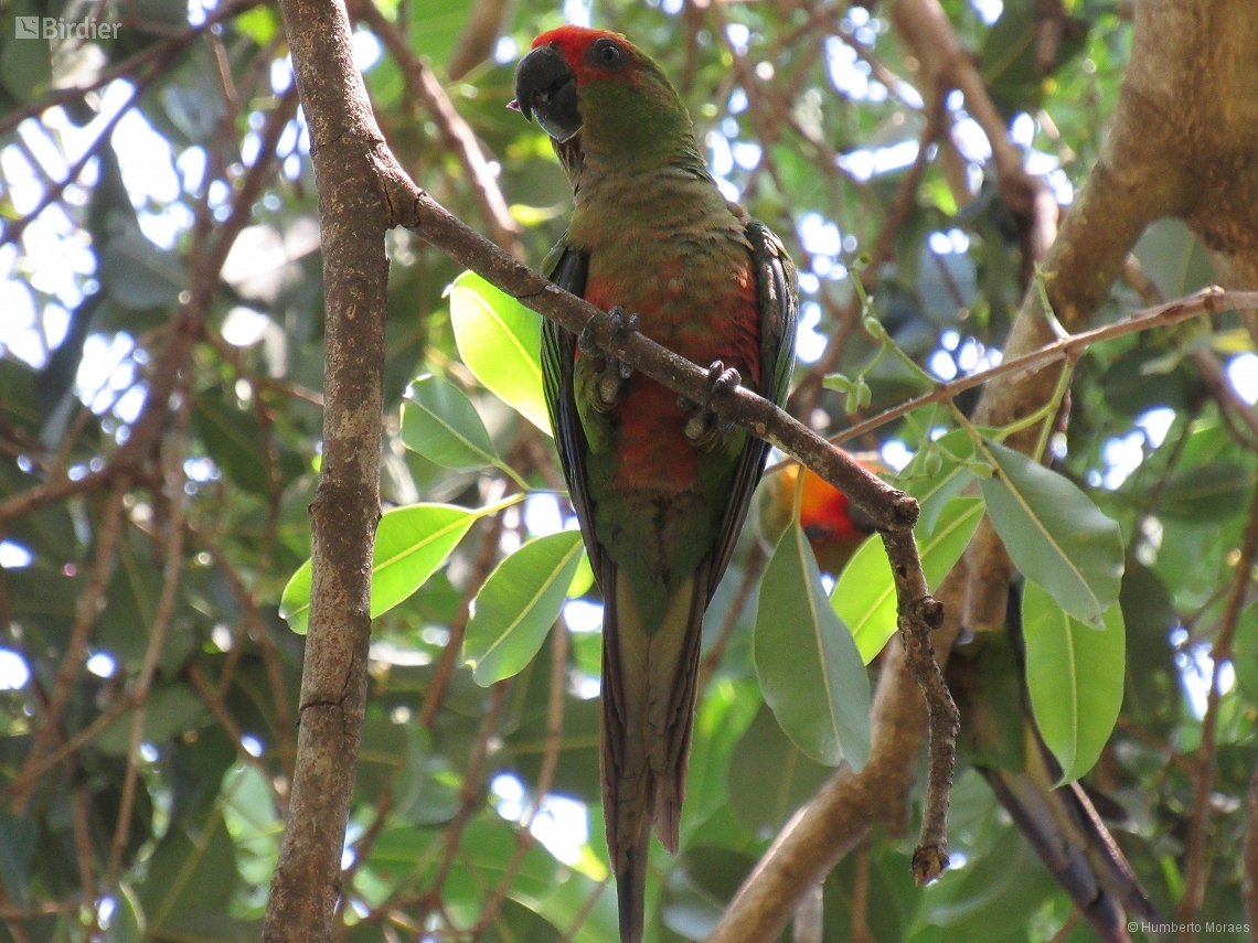 Aratinga auricapillus