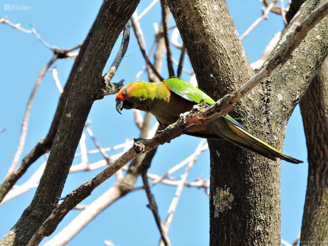 Aratinga auricapillus