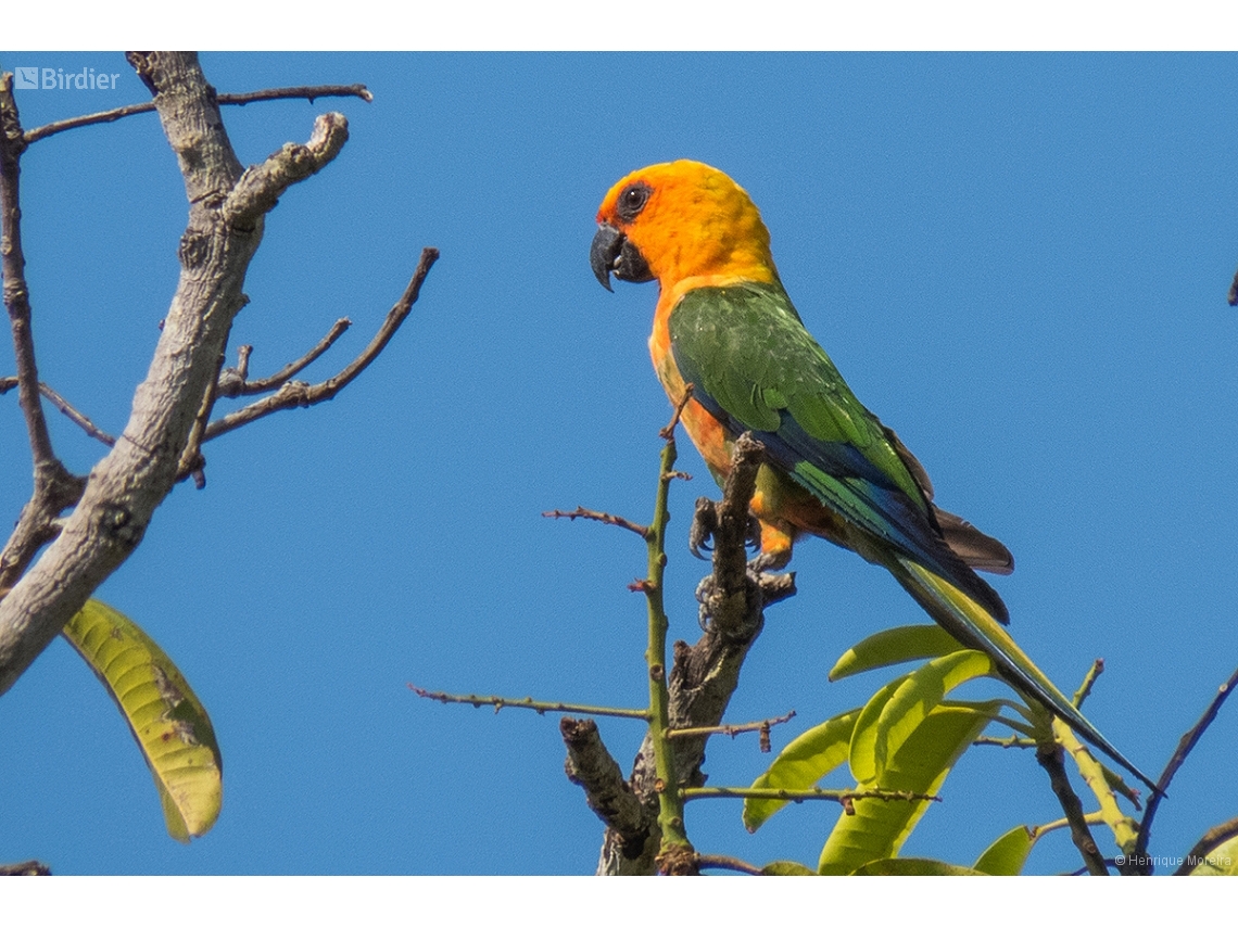 Aratinga jandaya