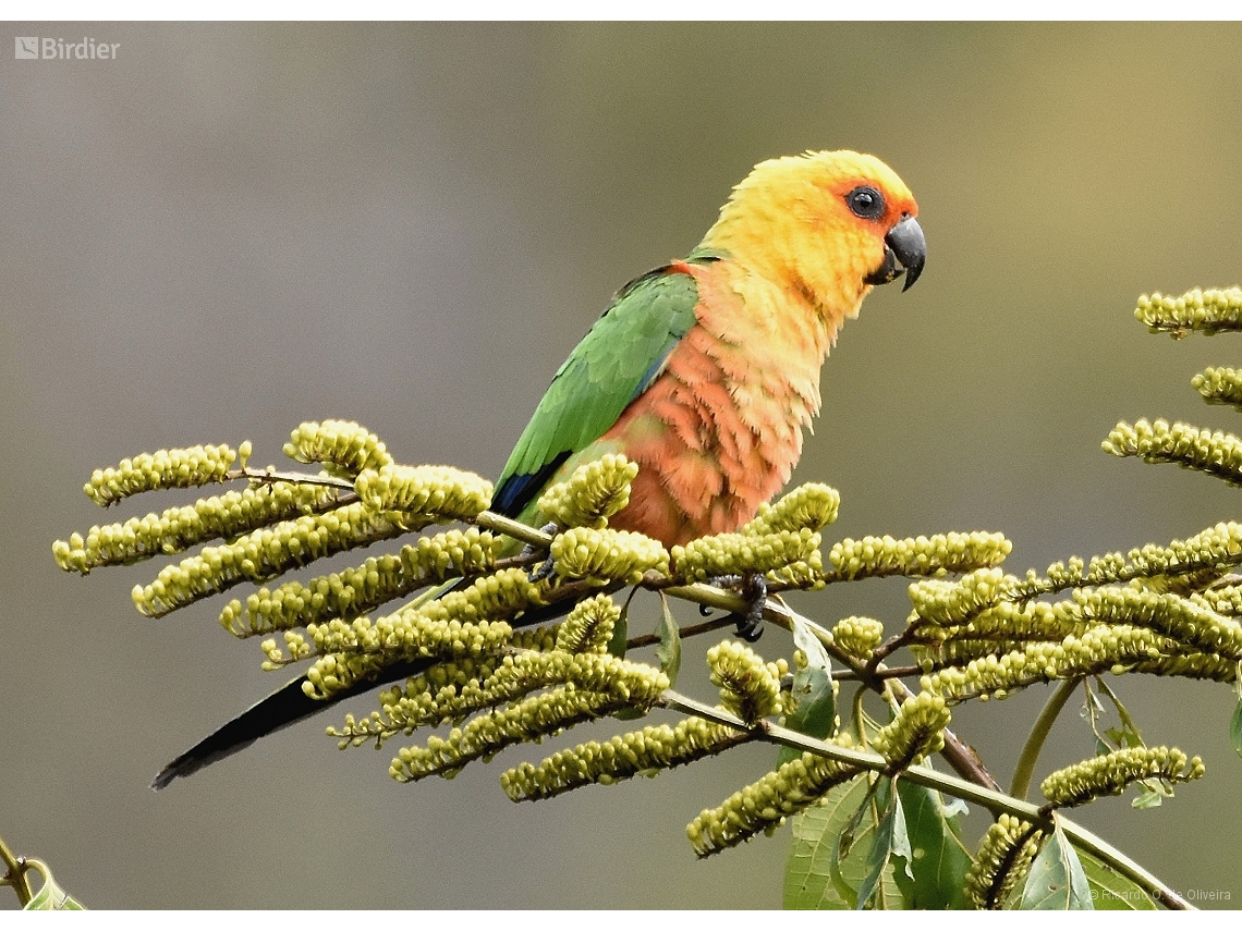 Aratinga jandaya