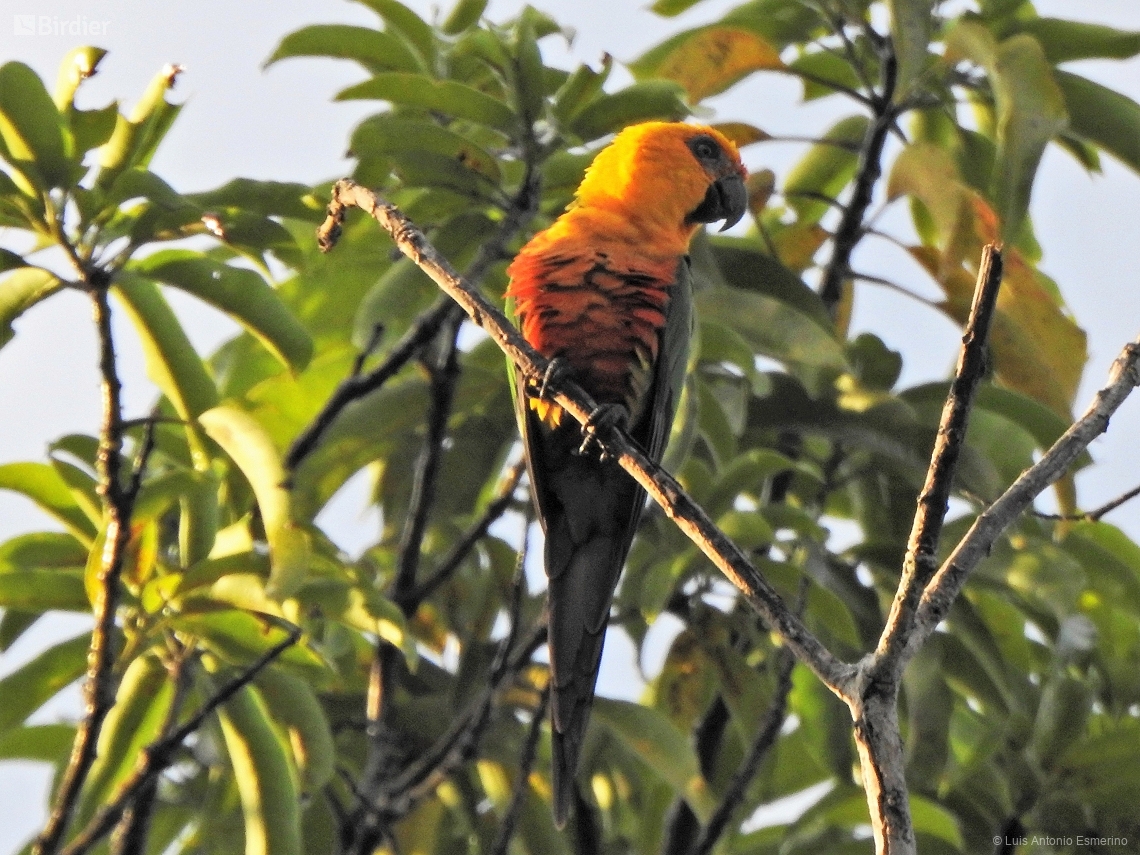 Aratinga jandaya