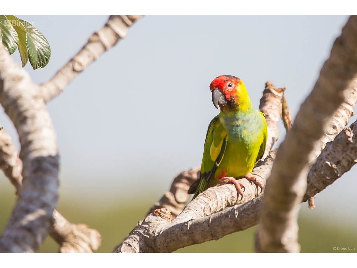 Aratinga nenday