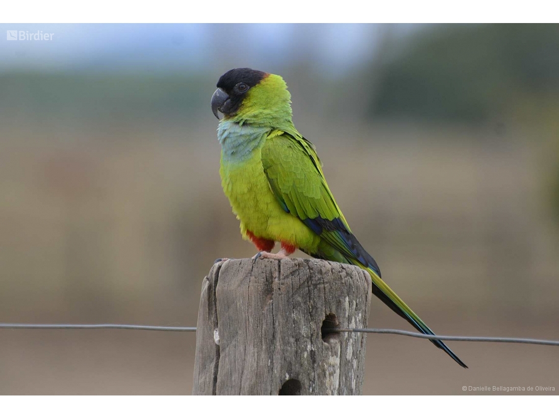 Aratinga nenday