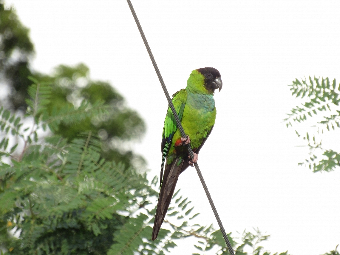 Aratinga nenday