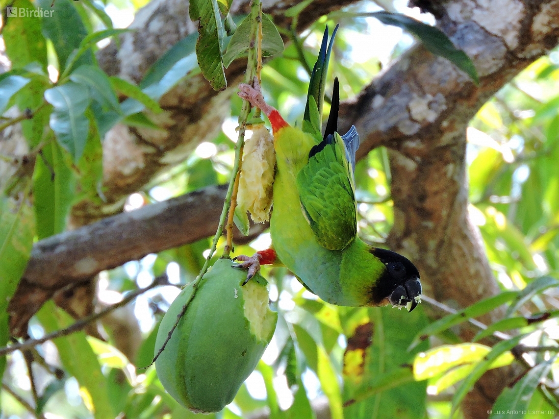 Aratinga nenday