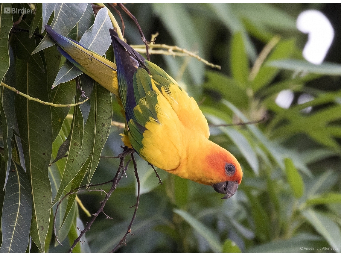 Aratinga solstitialis