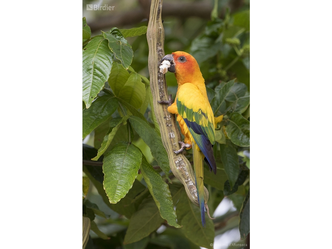 Aratinga solstitialis