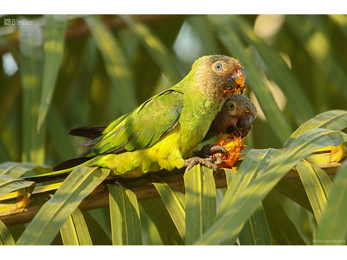 Aratinga weddellii